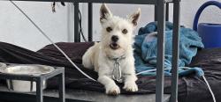 Lost Male Dog last seen CITY TERRACE PARK, Los Angeles, CA 90063