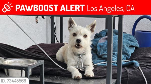 Lost Male Dog last seen CITY TERRACE PARK, Los Angeles, CA 90063