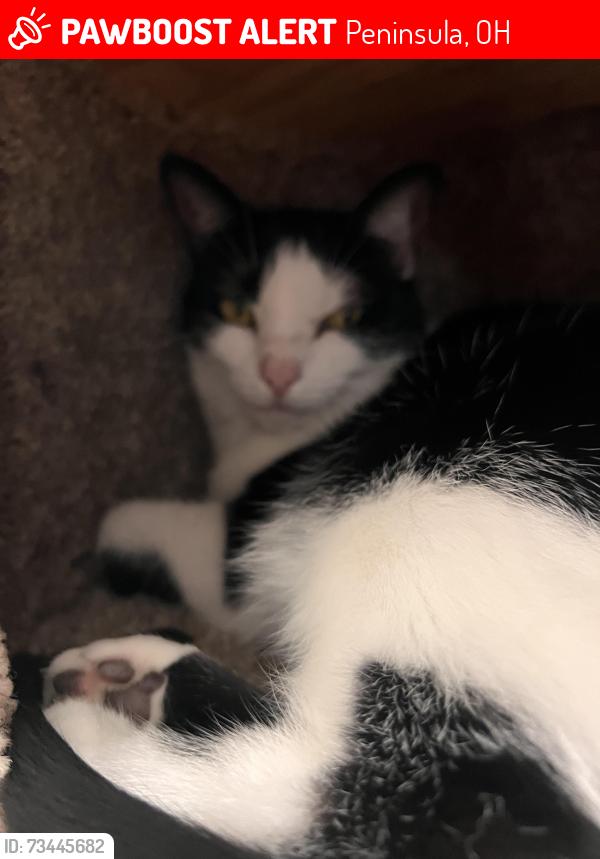 Lost Female Cat last seen Quick rd Bellaire ln, Peninsula, OH 44264