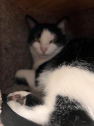 Lost Female Cat last seen Quick rd Bellaire ln, Peninsula, OH 44264