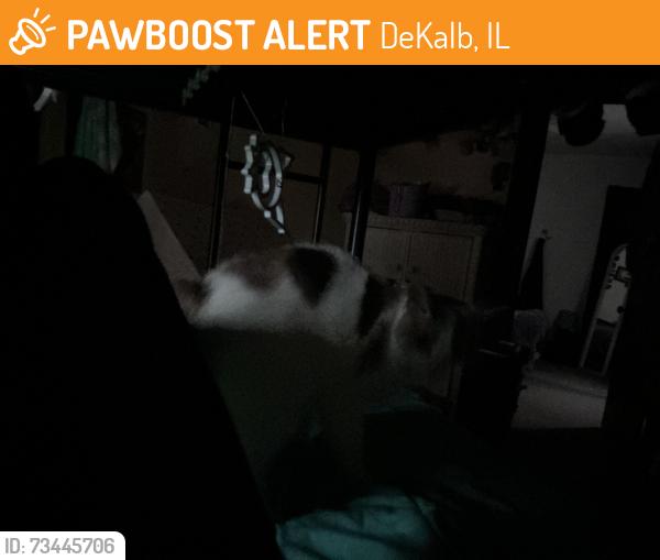 Found/Stray Unknown Cat last seen ninth street prospect dekalb, DeKalb, IL 60115