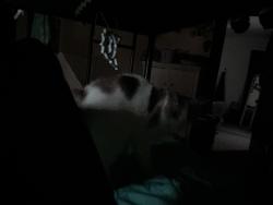 Found/Stray Unknown Cat last seen ninth street prospect dekalb, DeKalb, IL 60115