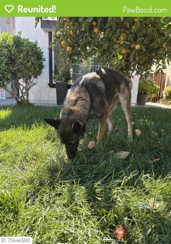Reunited Female Dog last seen Tumbleweed and San Juan, Sacramento, CA 95834