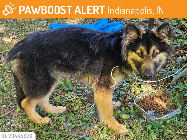 Found/Stray Male Dog last seen 39th and Kessler, Indianapolis, IN 46228