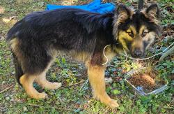 Found/Stray Male Dog last seen 39th and Kessler, Indianapolis, IN 46228