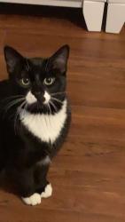 Lost Male Cat last seen Near and 143b, Surrey, BC 