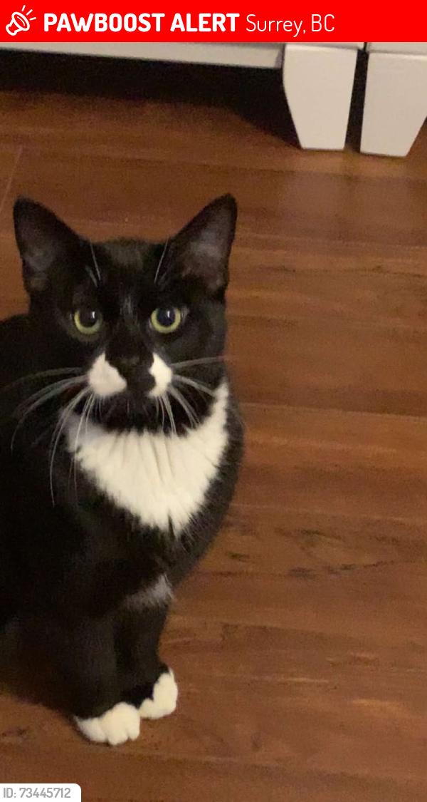 Lost Male Cat last seen Near and 143b, Surrey, BC 