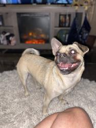 Lost Female Dog last seen Grand Canyon and Corbett, Las Vegas, NV 89149