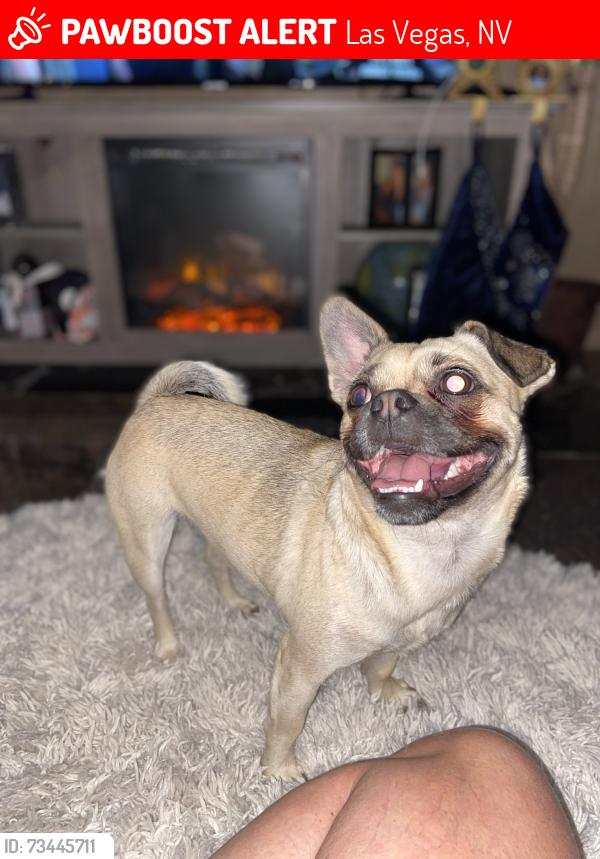 Lost Female Dog last seen Grand Canyon and Corbett, Las Vegas, NV 89149