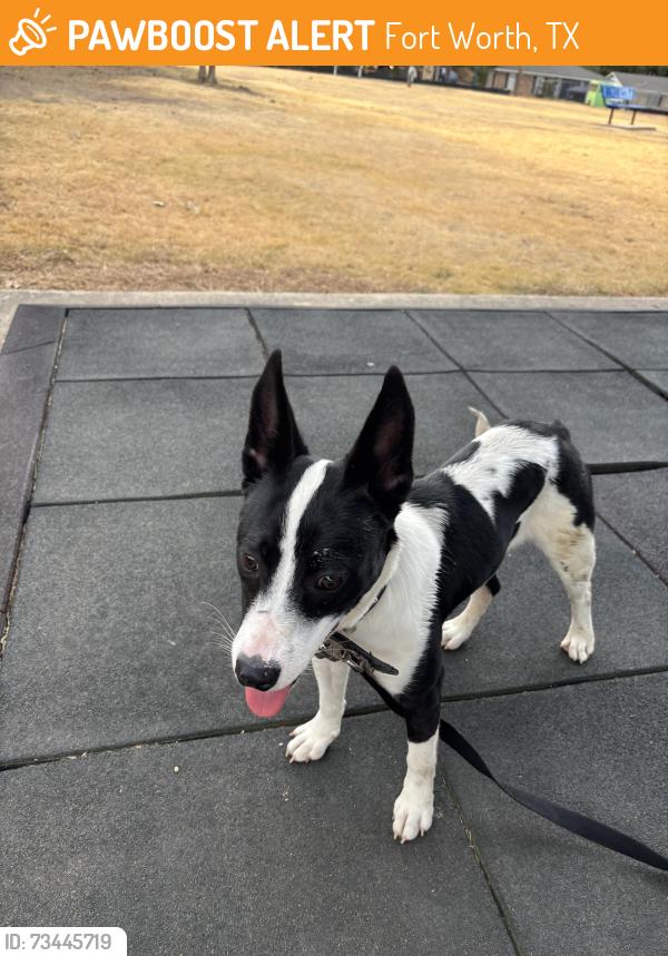 Found/Stray Female Dog last seen wedgwood park, Fort Worth, TX 76133