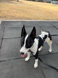 Found/Stray Female Dog last seen wedgwood park, Fort Worth, TX 76133