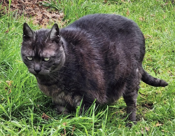Lost Female Cat last seen Near and 12th Ave S, Burien, WA 98168