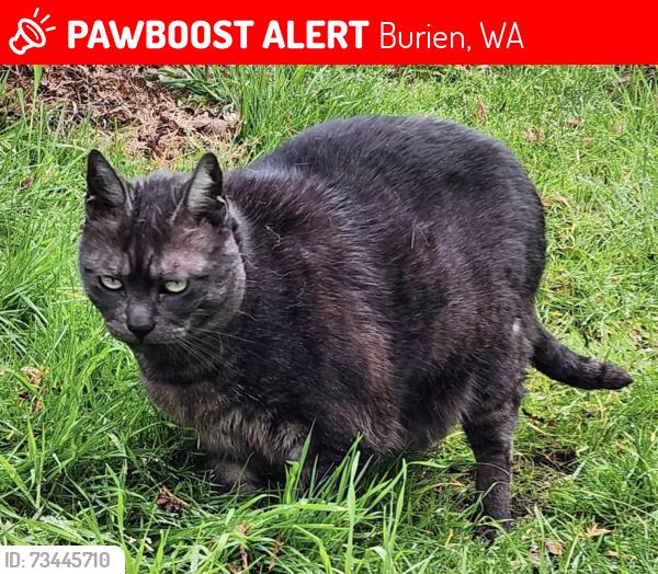 Lost Female Cat last seen Near and 12th Ave S, Burien, WA 98168