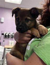 Shelter Stray Female Dog last seen Near Flor Del Rio, Socorro, TX, 5001 Fred Wilson Ave, El Paso, TX 79906, USA