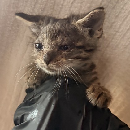 Shelter Stray Female Cat last seen Near JASON CRANDALL DR, CITY of El Paso, TX, 5001 Fred Wilson Ave, El Paso, TX 79906, USA