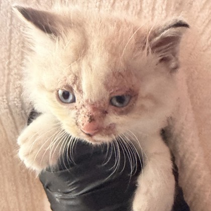 Shelter Stray Female Cat last seen Near JASON CRANDALL DR, CITY of El Paso, TX, 5001 Fred Wilson Ave, El Paso, TX 79906, USA