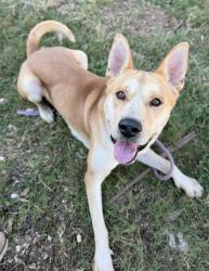 Shelter Stray Male Dog last seen Near Hearthstone Drive 30083, 30083, GA, 3280 Chamblee Dunwoody Rd, Chamblee, GA 30341, USA