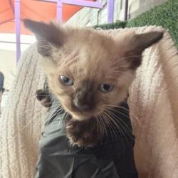 Shelter Stray Male Cat last seen Near JASON CRANDALL DR, CITY of El Paso, TX, 5001 Fred Wilson Ave, El Paso, TX 79906, USA