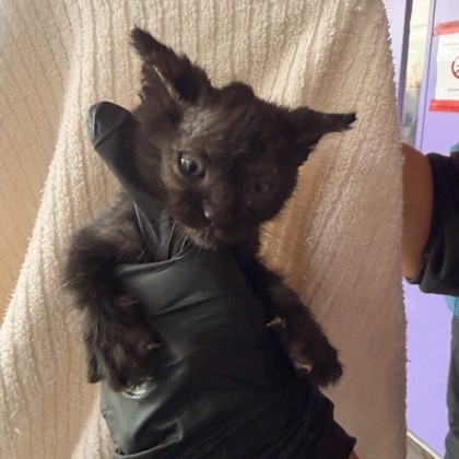 Shelter Stray Male Cat last seen Near JASON CRANDALL DR, CITY of El Paso, TX, 5001 Fred Wilson Ave, El Paso, TX 79906, USA