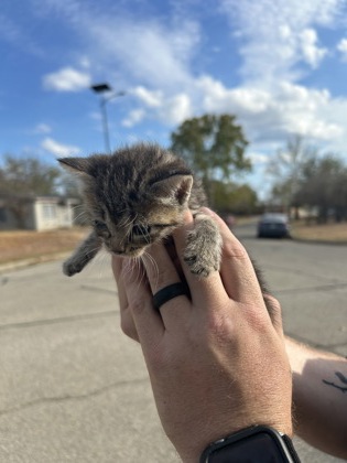 Shelter Stray Female Cat last seen Near Cass St, East District, TX, 355 Hillshire Dr, Haslet, TX 76052, USA
