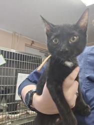 Shelter Stray Female Cat last seen PORTER DR & ELM ST, Roseville City, CA, 200 Tahoe Ave, Roseville, CA 95678, USA