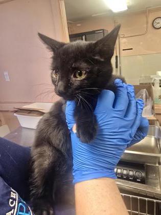 Shelter Stray Female Cat last seen PORTER DR & ELM ST, Roseville City, CA, 200 Tahoe Ave, Roseville, CA 95678, USA