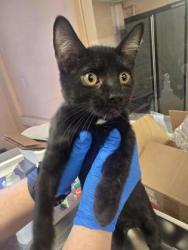 Shelter Stray Female Cat last seen PORTER DR & ELM ST, Roseville City, CA, 200 Tahoe Ave, Roseville, CA 95678, USA