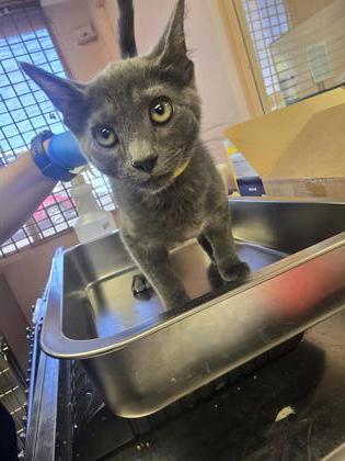 Shelter Stray Male Cat last seen PORTER DR & ELM ST, Roseville City, CA, 200 Tahoe Ave, Roseville, CA 95678, USA
