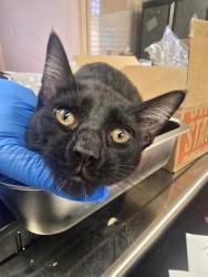 Shelter Stray Male Cat last seen PORTER DR & ELM ST, Roseville City, CA, 200 Tahoe Ave, Roseville, CA 95678, USA