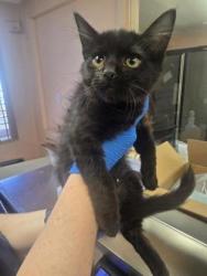 Shelter Stray Male Cat last seen PORTER DR & ELM ST, Roseville City, CA, 200 Tahoe Ave, Roseville, CA 95678, USA