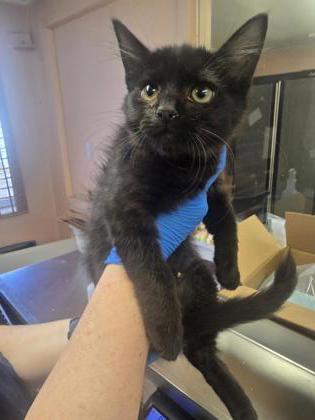 Shelter Stray Male Cat last seen PORTER DR & ELM ST, Roseville City, CA, 200 Tahoe Ave, Roseville, CA 95678, USA