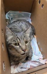 Shelter Stray Male Cat last seen Near Shawn Way, Rancho Cordova,, 6201 Florin Perkins Rd, Sacramento, CA 95828, USA