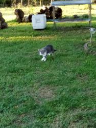 Lost Female Cat last seen Shell rd. And canal dr., Chesapeake, VA 23323