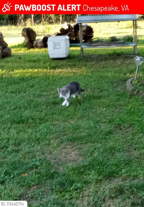 Lost Female Cat last seen Shell rd. And canal dr., Chesapeake, VA 23323