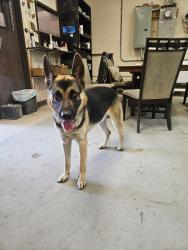 Reunited Male Dog last seen Park ave x 4th str, San Fernando, CA 91340