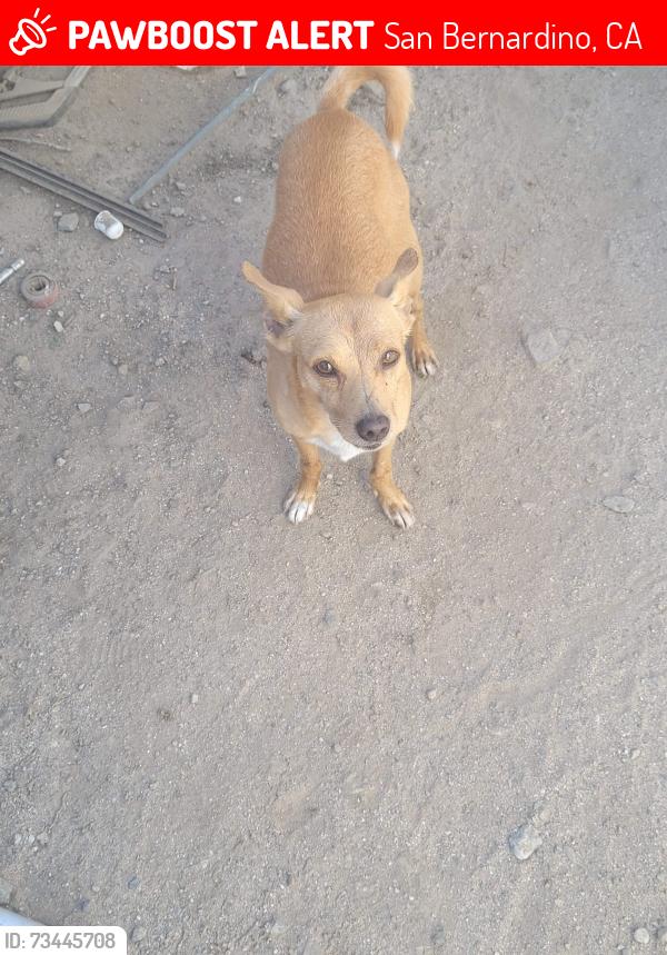 Lost Male Dog last seen San Bernardino, San Bernardino, CA 92401