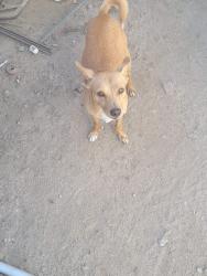 Lost Male Dog last seen San Bernardino, San Bernardino, CA 92401