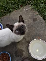 Lost Male Cat last seen Hector and Valerie streets, Pasadena, TX 77502