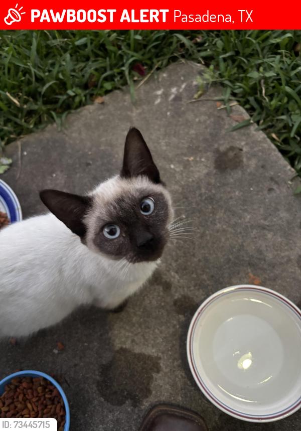 Lost Male Cat last seen Hector and Valerie streets, Pasadena, TX 77502