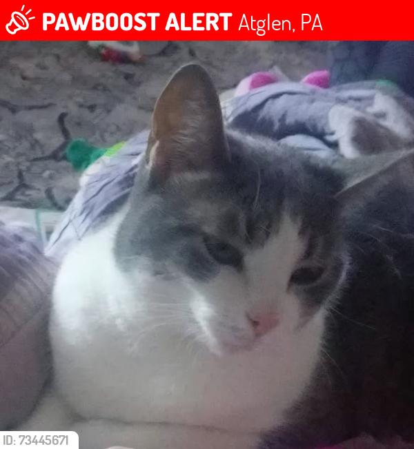 Lost Female Cat last seen Fallowfield Rd and 41, Atglen, PA 19310
