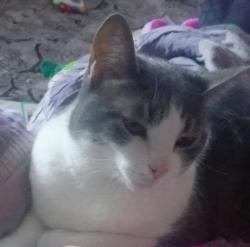 Lost Female Cat last seen Fallowfield Rd and 41, Atglen, PA 19310