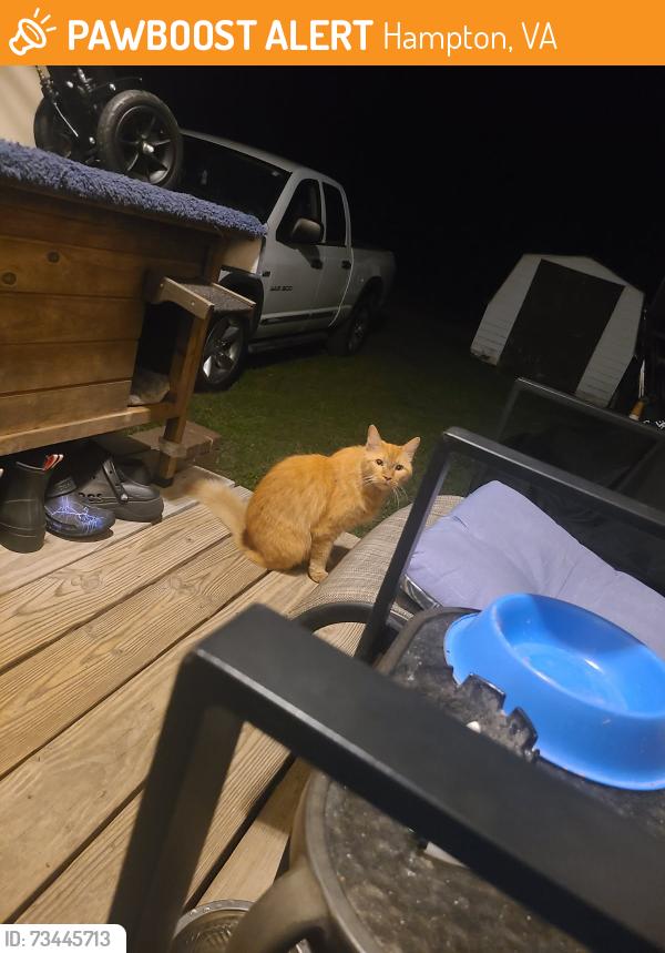 Found/Stray Unknown Cat last seen Holly st and Myrtle st, Hampton, VA 23669