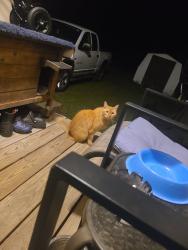 Found/Stray Unknown Cat last seen Holly st and Myrtle st, Hampton, VA 23669