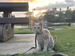 Lost Male Cat last seen W Redondo and Verde, Oceanside, CA 92057