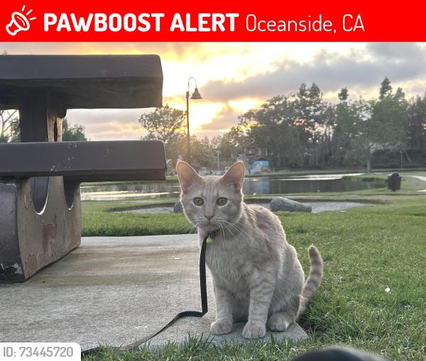 Lost Male Cat last seen W Redondo and Verde, Oceanside, CA 92057