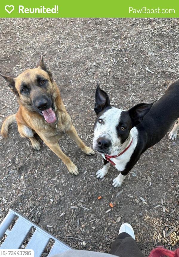 Reunited Unknown Dog last seen King road, San Jose, CA 95133