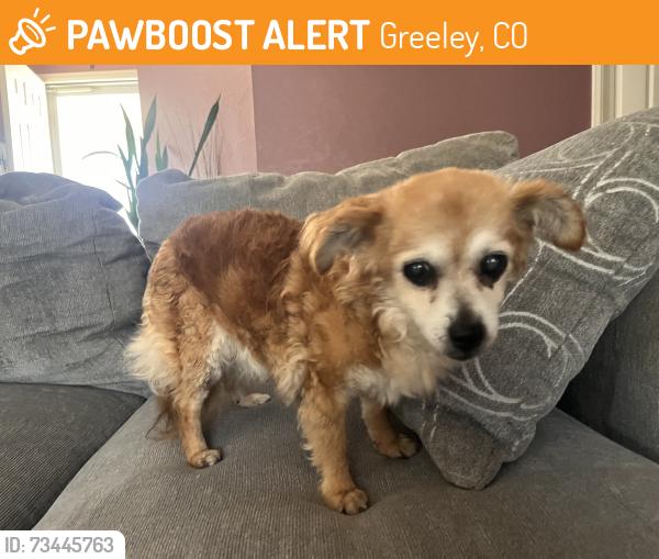 Found/Stray Female Dog last seen 13th Street and 10th Avenue, Greeley, CO 80631