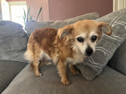 Found/Stray Female Dog last seen 13th Street and 10th Avenue, Greeley, CO 80631