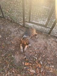 Found/Stray Male Dog last seen Creola, Al 36525, Creola, AL 36572