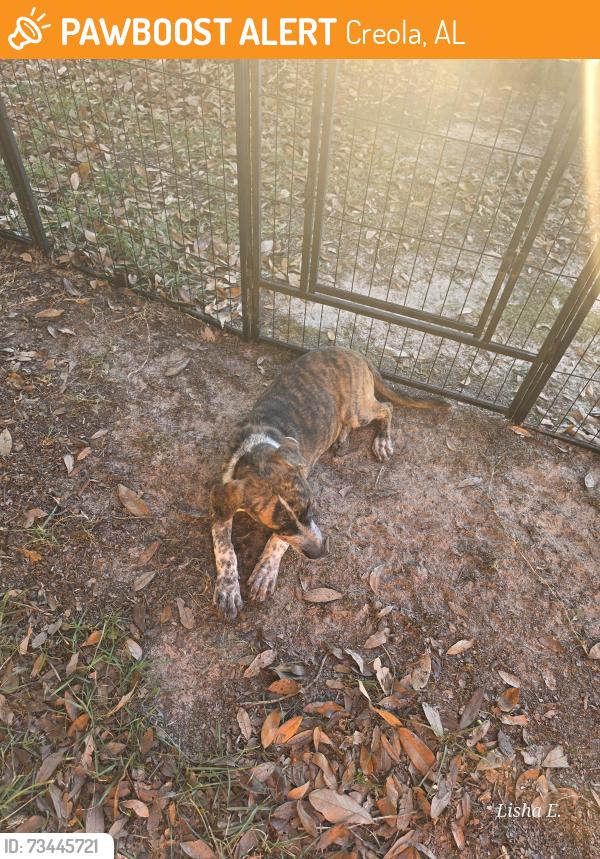 Found/Stray Male Dog last seen Creola, Al 36525, Creola, AL 36572